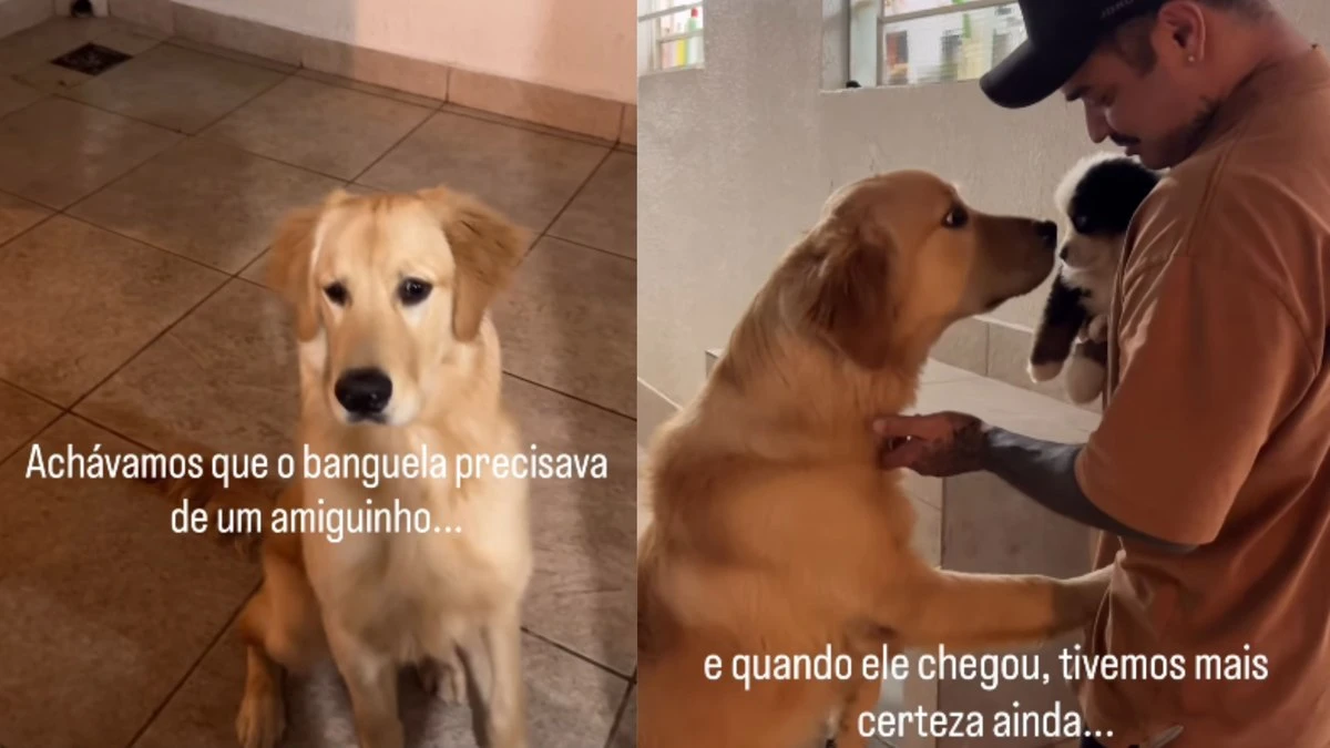 Golden demonstra curiosidade ao conhecer filhote recém-chegado
