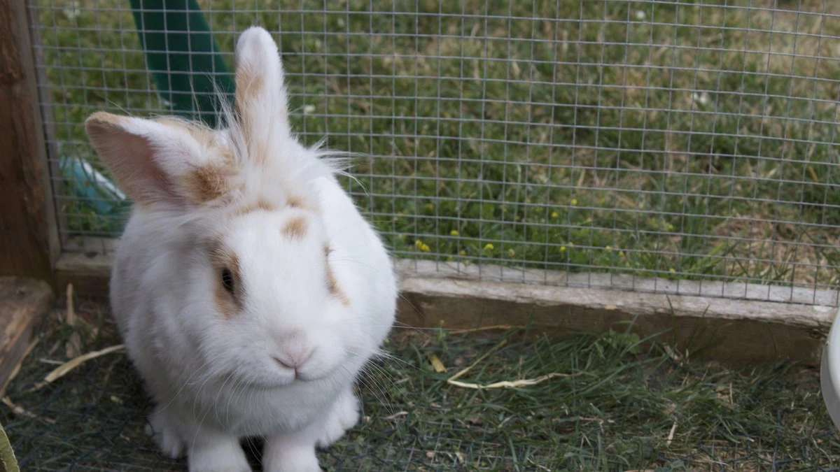 Pet shops suspendem venda de coelhos na Páscoa; entenda
