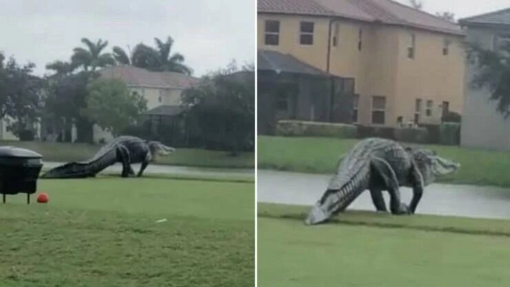 Dinossauro? Jacaré gigante é flagrado em campo de golfe na Flórida; assista