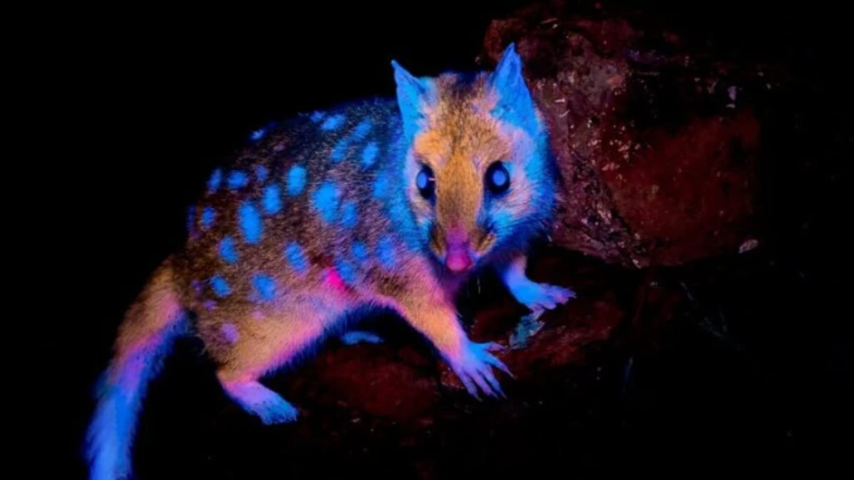 Marsupial que brilha no escuro é visto pela 1ª vez na Tasmânia