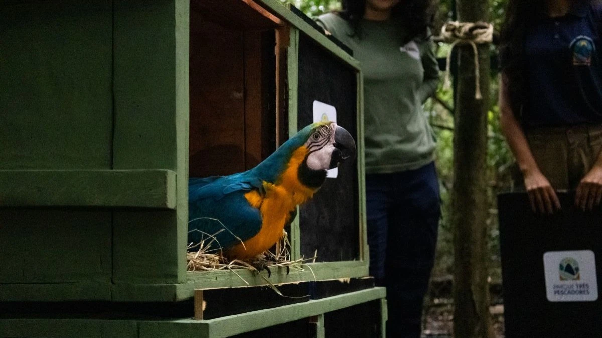 Araras-canindés voltam à floresta após dois séculos de extinção