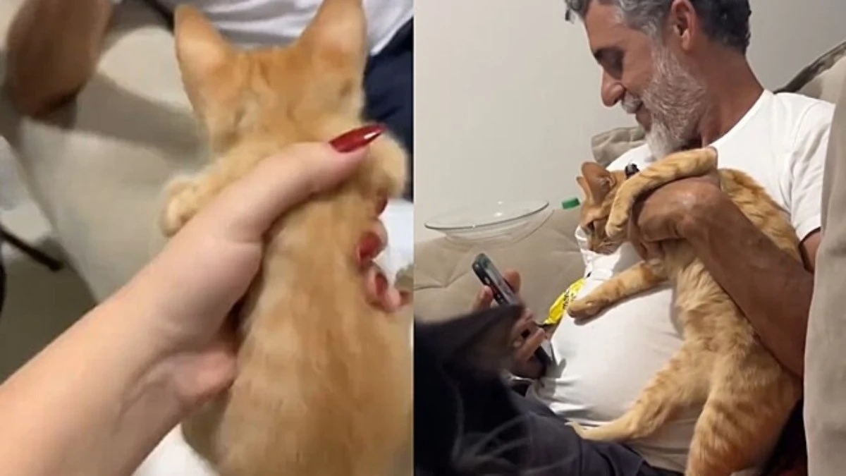 Pai se irrita com filhote de gato, mas vira melhor amigo do pet