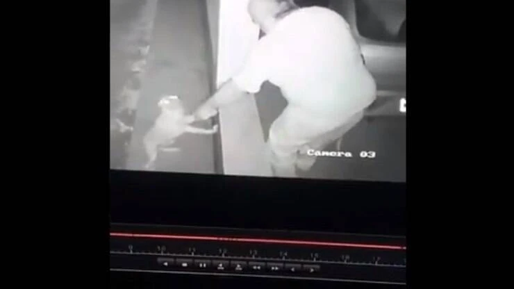 Idoso dá tiro e surra de cinta em cachorro da família; assista