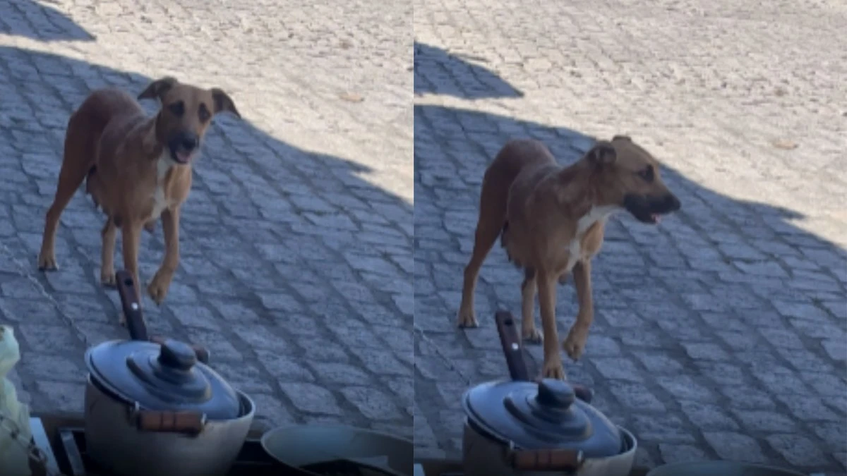 Esperto? Cachorro faz visita durante almoço para ganhar um agrado