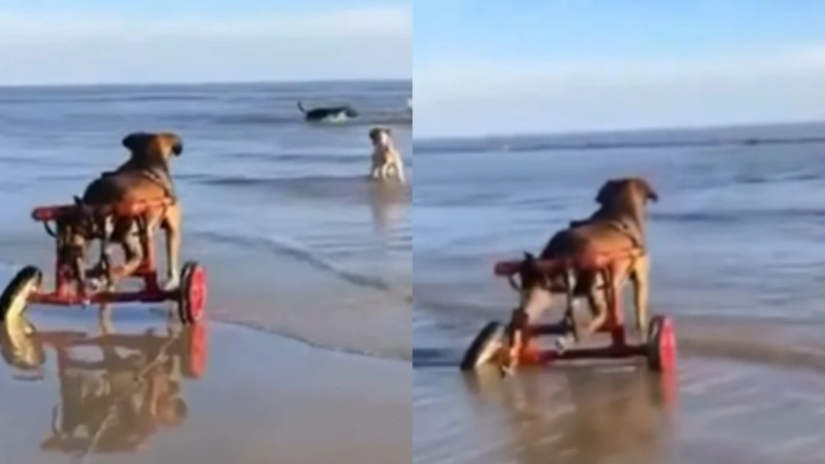 Cão que usa cadeira de rodas comove a web ao conhecer o mar