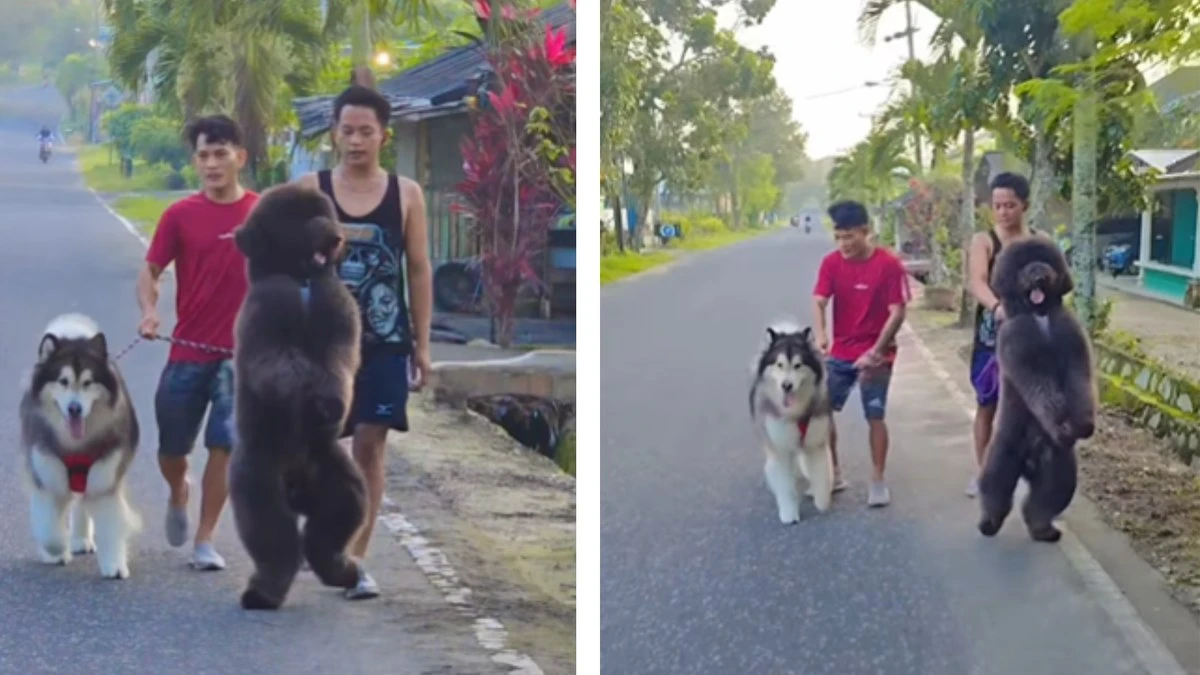 Cão chama atenção pelo gingado durante passeio: 