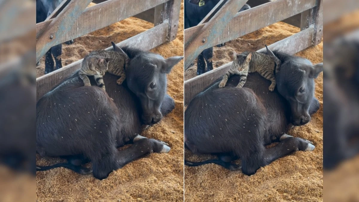 Amizade entre gato e vaca encanta a web: 