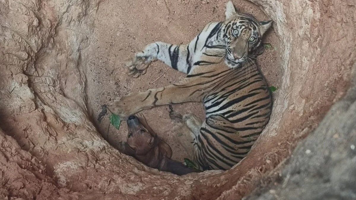 Cão e tigre ficam presos em poço e aguardam resgate; assista