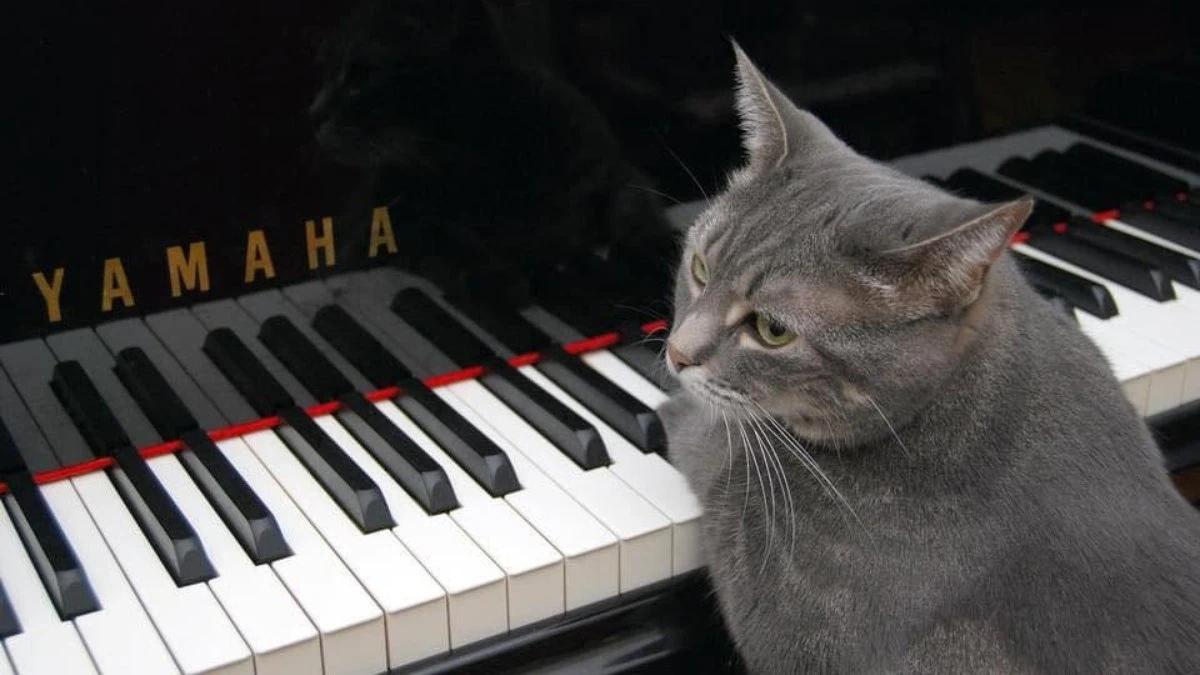 Gata tem recorde mundial por tocar em concerto musical
