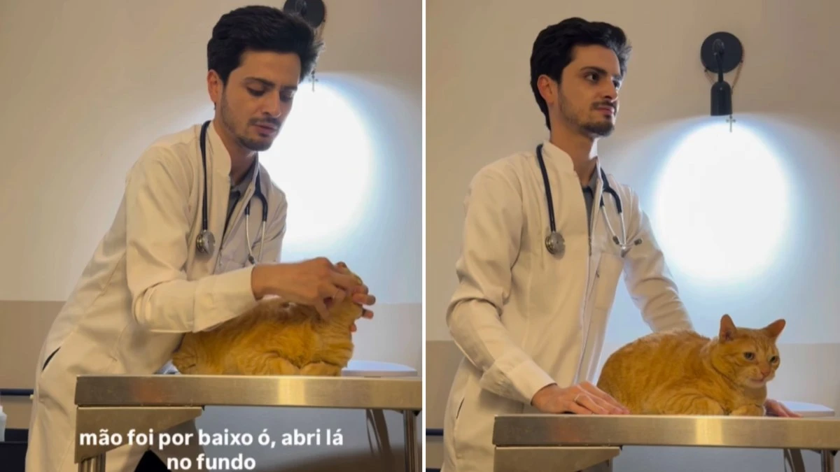 Veja como dar remédio para seu gato sem estresse