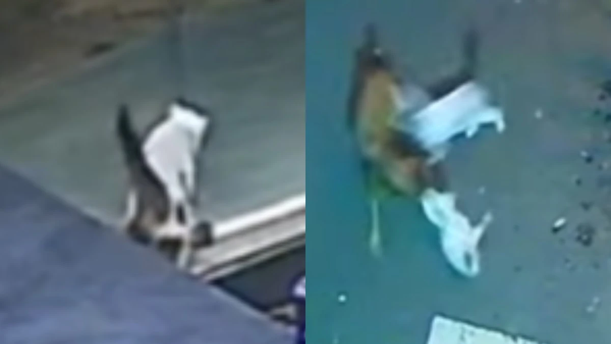Gato tem ato heroico e salva companheiro, que era atacado por cão