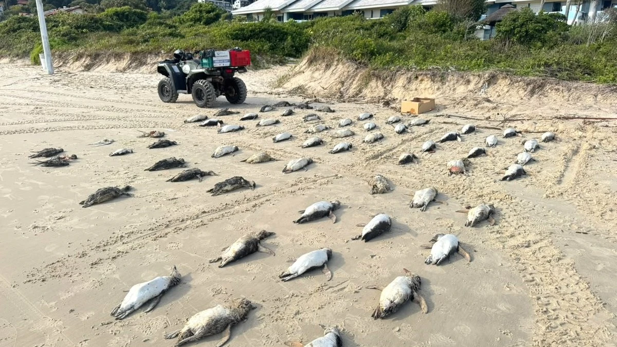 Florianópolis já registra mais de 2 mil
pinguins mortos em 2026