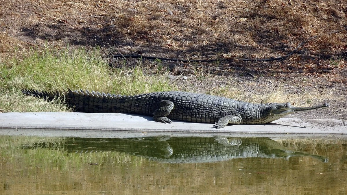 Espécie de crocodilo pré-histórico é identificada na Amazônia