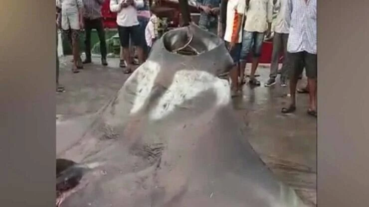 Capturam arraia gigante ; assista vídeo