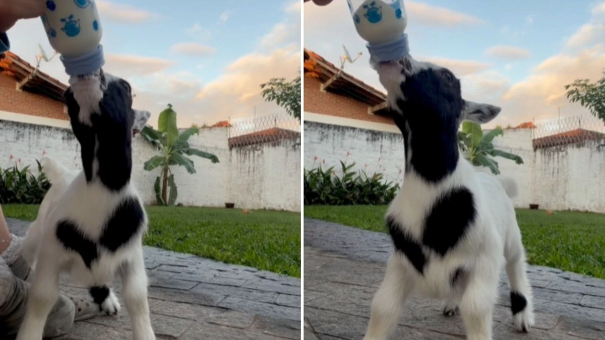 Cabritinho mama como se fosse a última mamadeira do mundo
