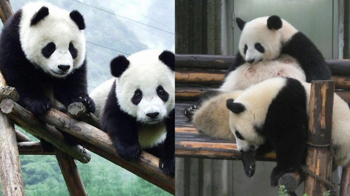 Abraçador de pandas: conheça a função que paga R$ 152 mil ao ano