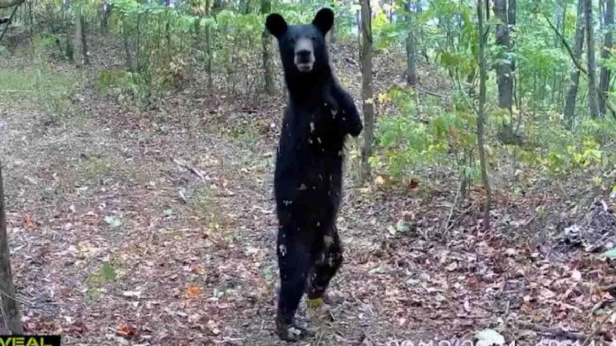 Vídeo: urso nasce sem braços, aprende a andar como humano e impressiona caçador