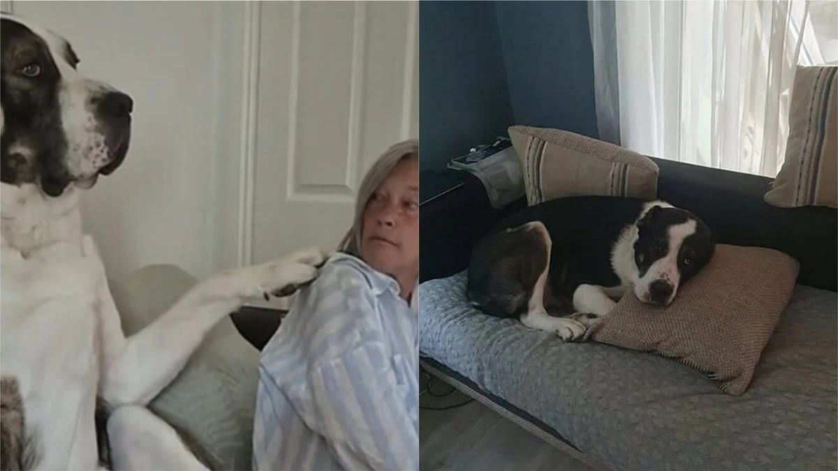 Cão de 84 kg age como filhote carente e surpreende tutores