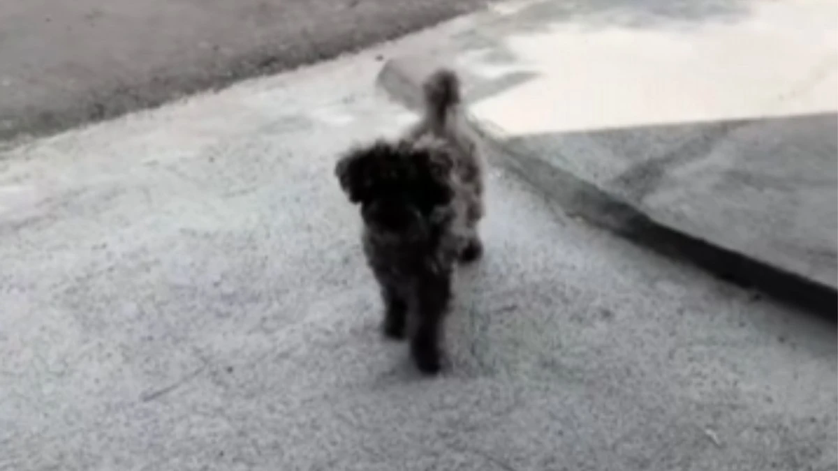Cachorro finge estar com a pata machucada para ganhar carinho