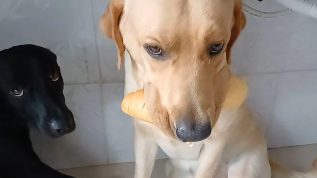 Cachorro é flagrado segurando três pães ao mesmo tempo na boca