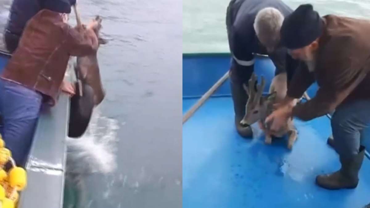 VÍDEO: homens 'pescam' cervo no Mar Negro