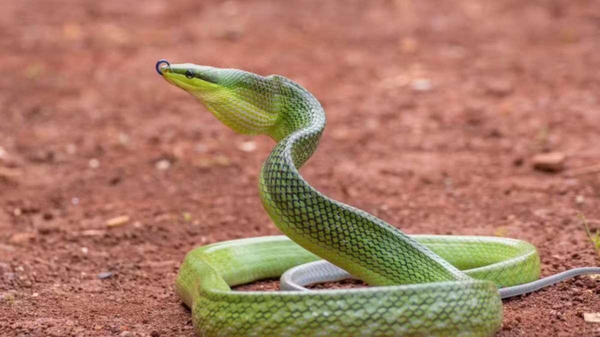 Ilha paradisíaca é infestada por serpentes que ameaçam a vegetação: 