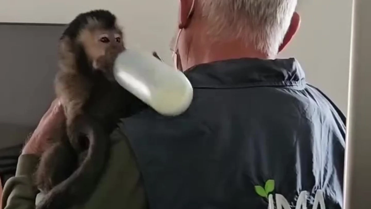 Macaco
resgatado em sacada de SC tinha documentação falsa