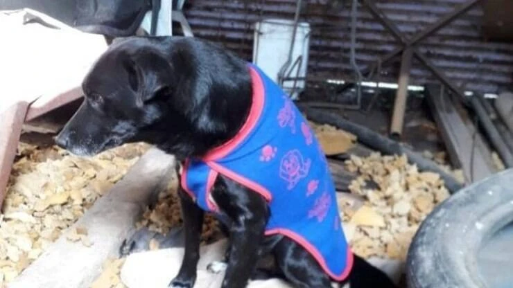 Pai enforca seu cão por morder seu filho; assista vídeo