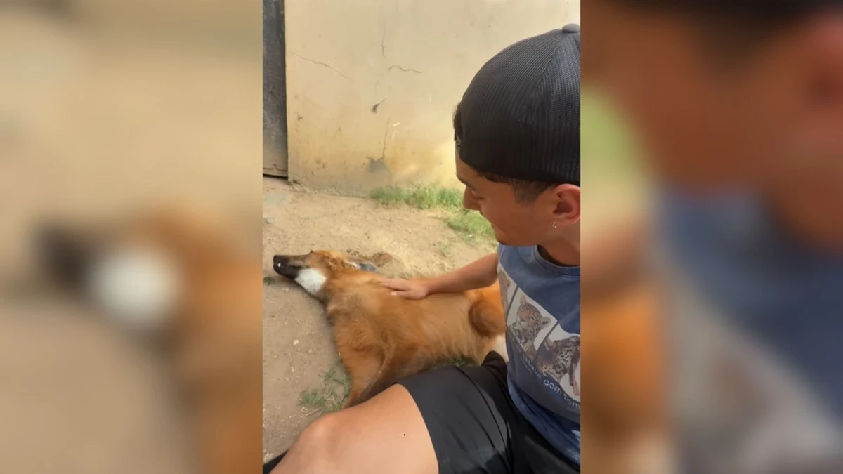 Lobo-guará relaxa enquanto recebe carinho na barriga; vídeo
