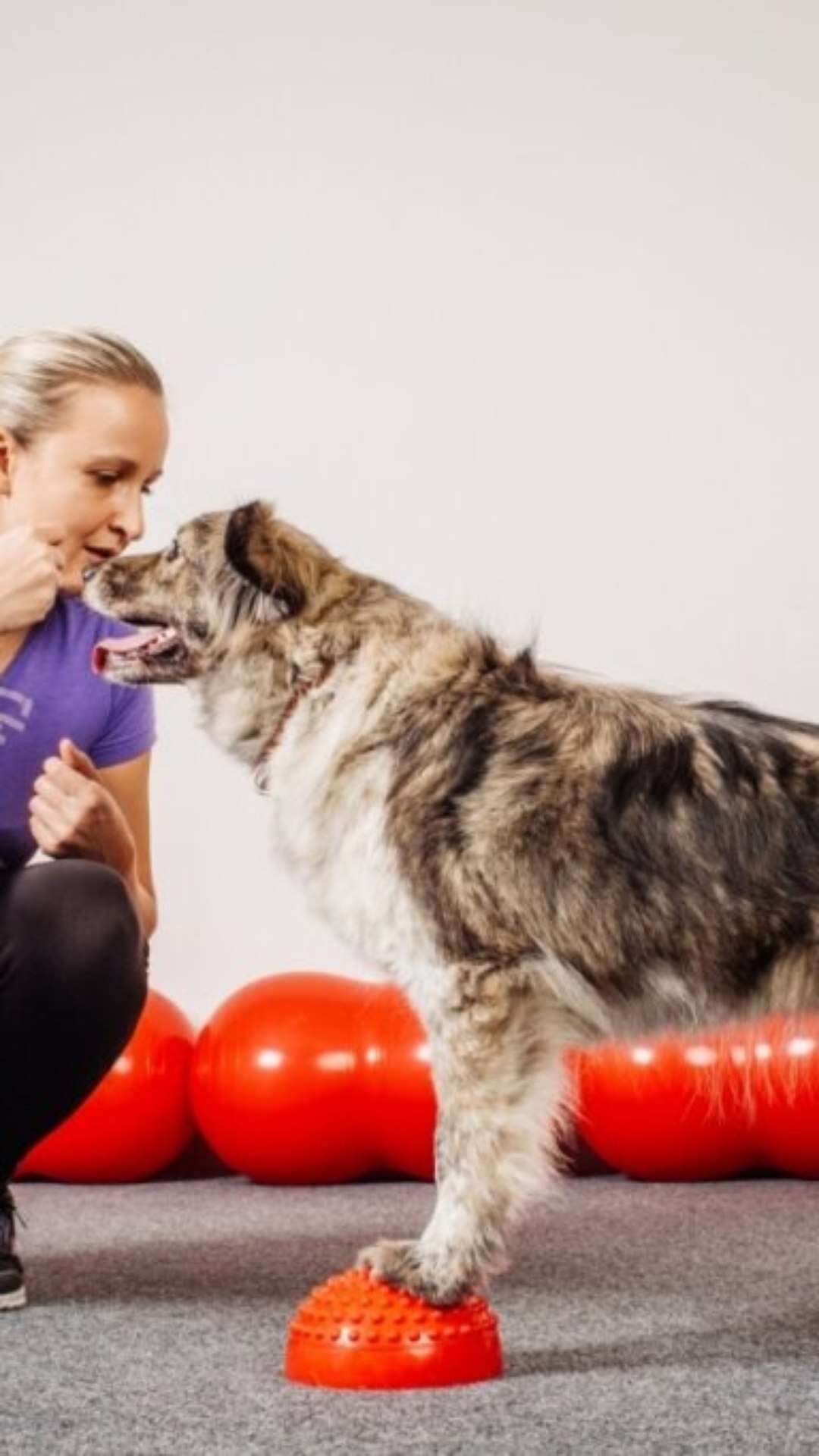 7 benefícios do reforço positivo para o cachorro