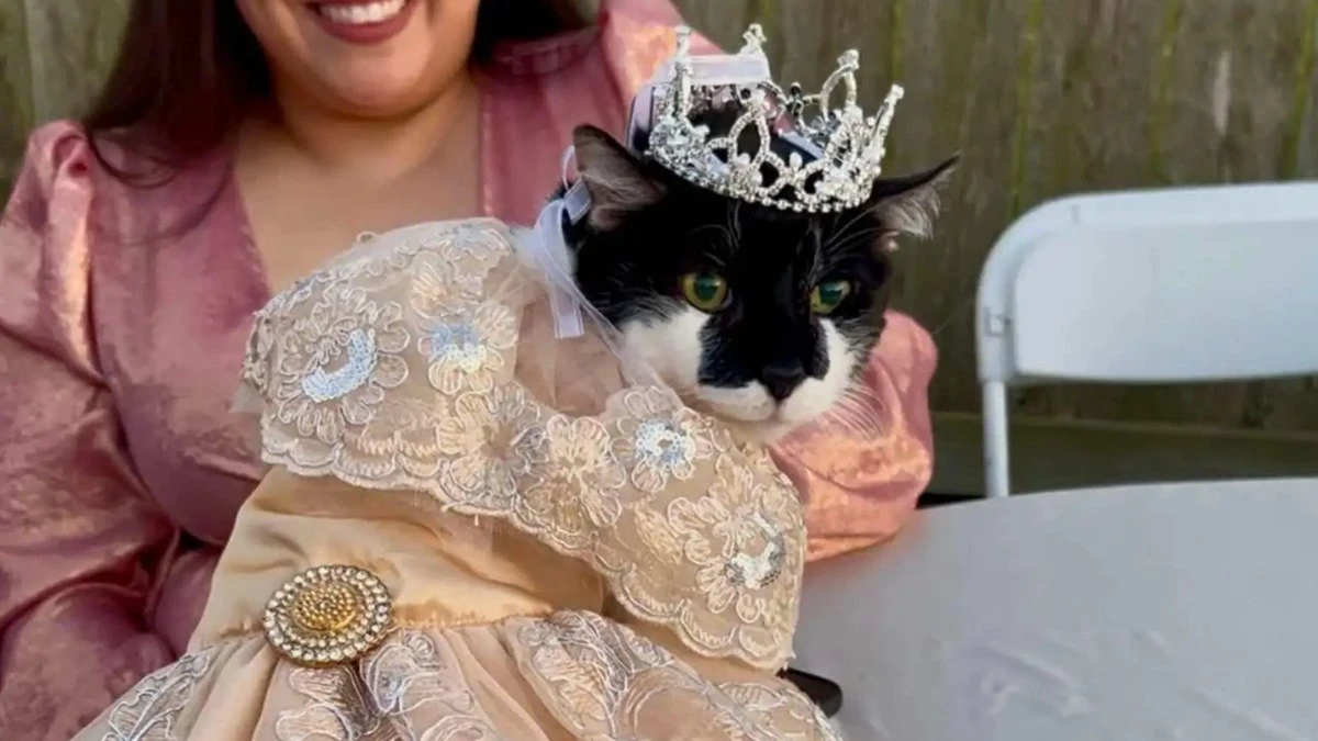 Com vestido e bolo: gata faz 15 anos e ganha festa de debutante
