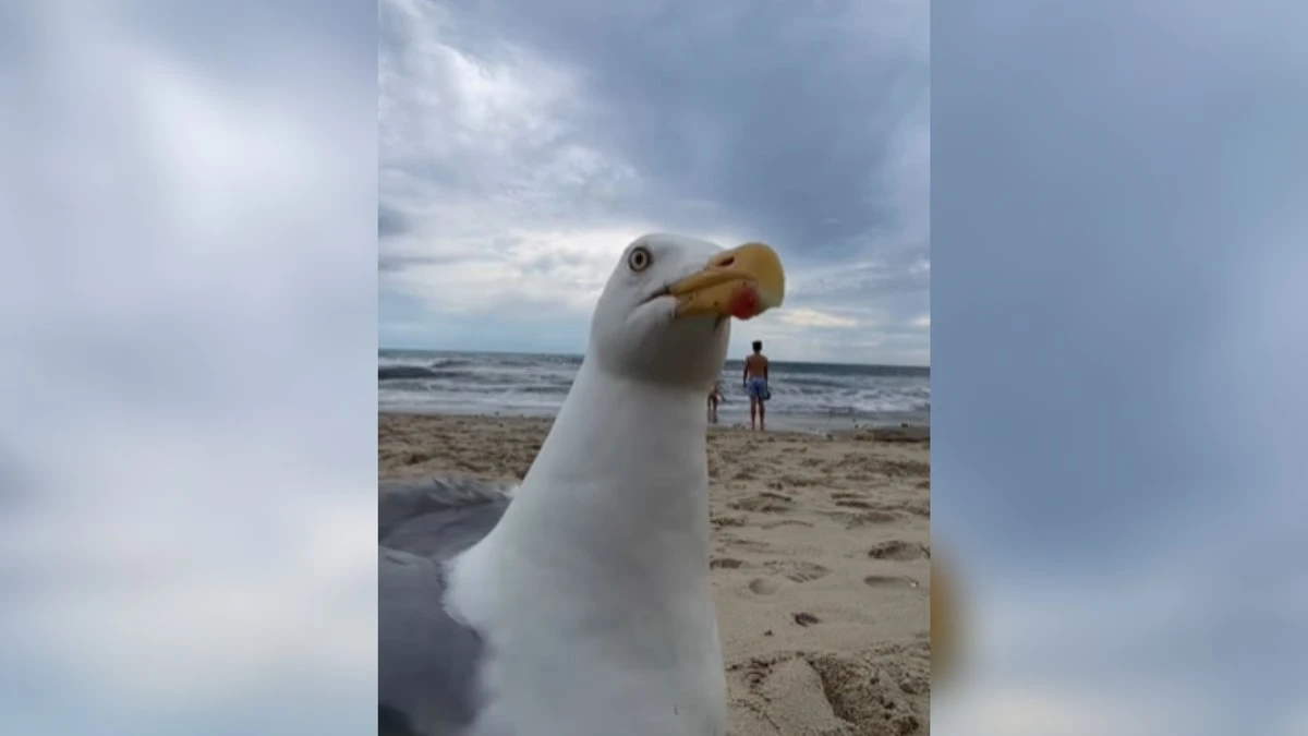 Casal tem vídeo interrompido por gaivota que roubou a cena