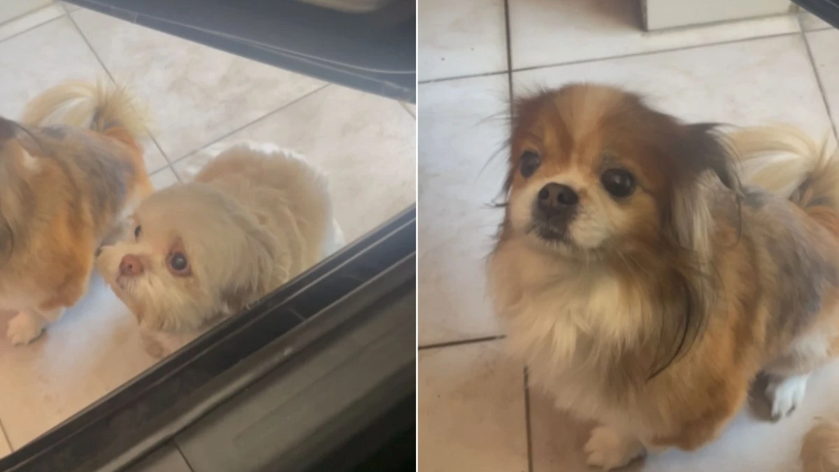 Shih tzus fazem 