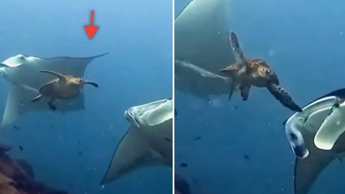 Vídeo mostra tartaruga batendo em arraia-manta e diverte web