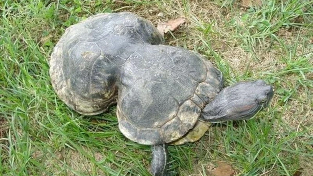 Tartaruga completa 41 anos e alerta contra lixo