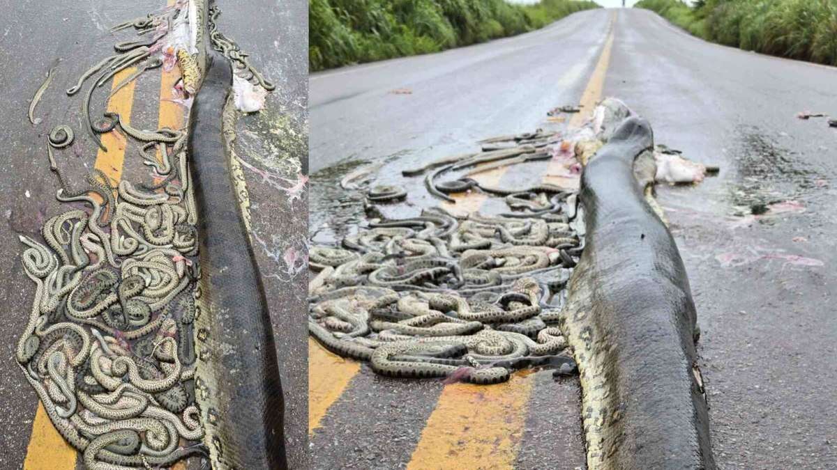 Sucuri grávida é atropelada e ejeta 40 filhotes em rodovia do MT; veja o vídeo