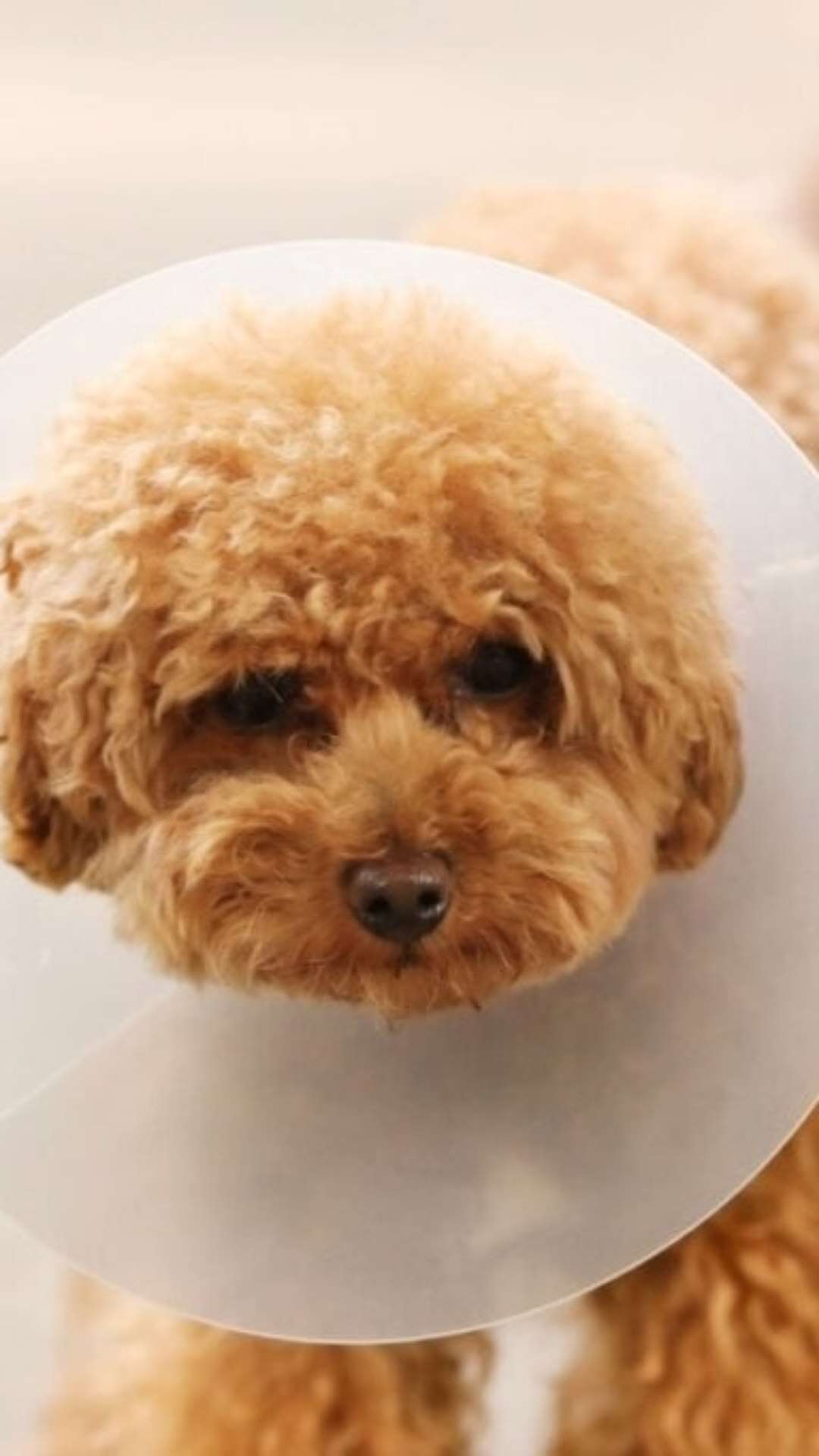 10 dicas para facilitar o uso do cone pelo cachorro