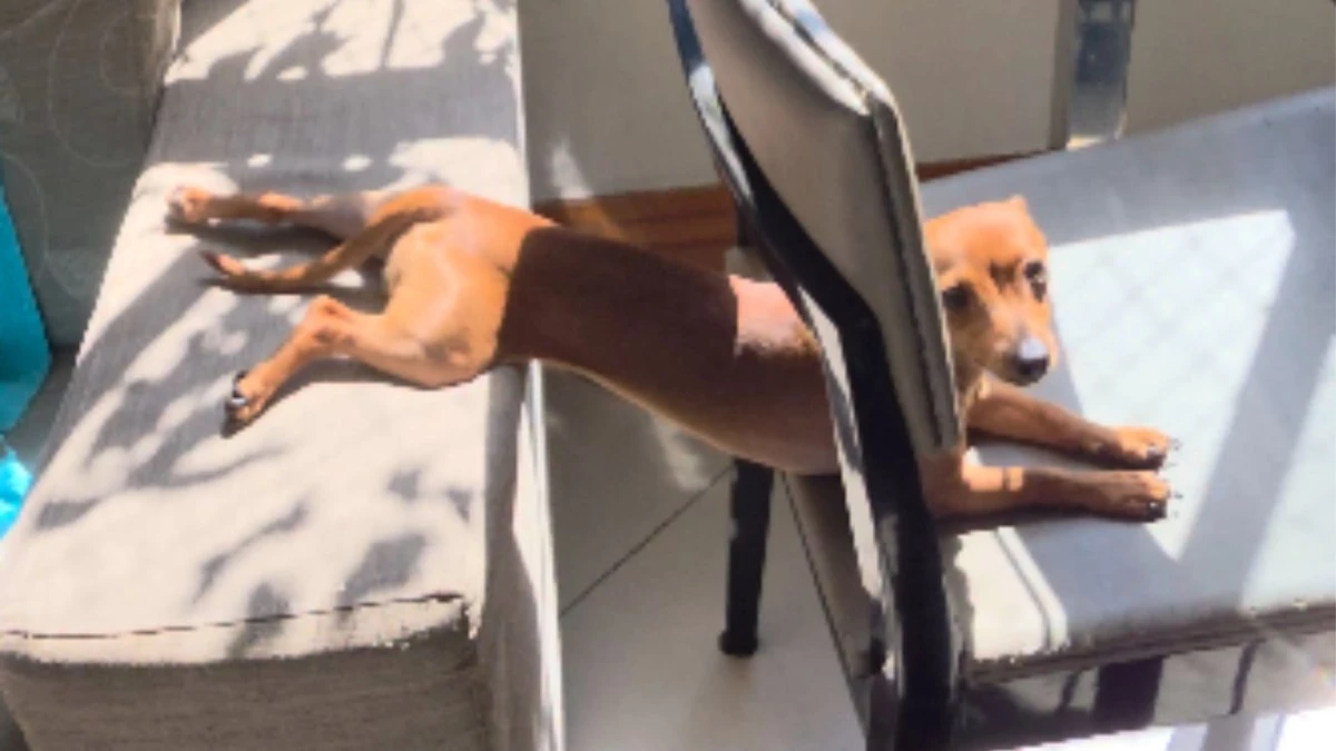 Cachorrinha cria posição inusitada para aproveitar banho de sol