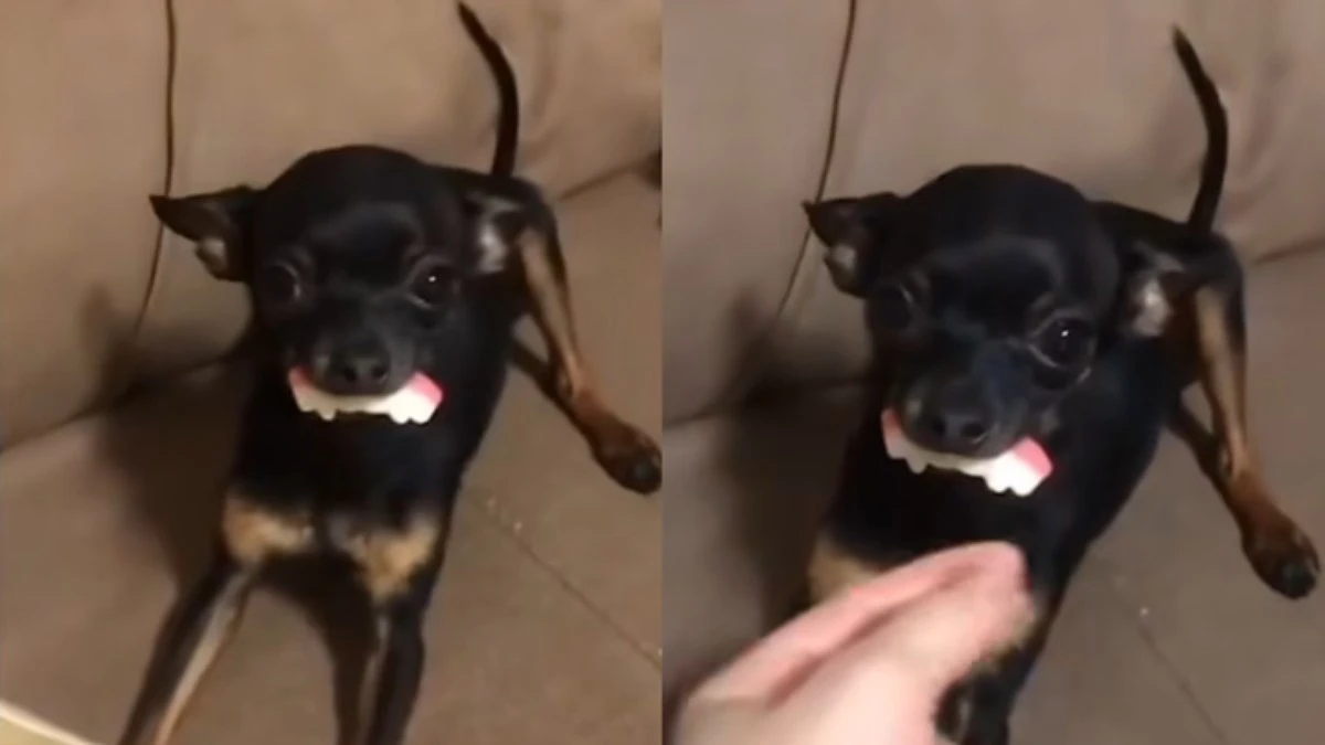 Cão imita “vampiro” com dentadura e viraliza