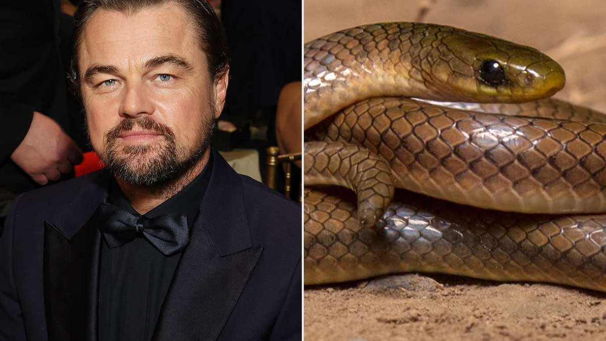 Cientistas nomeiam nova espécie de cobra em homenagem a Leonardo DiCaprio