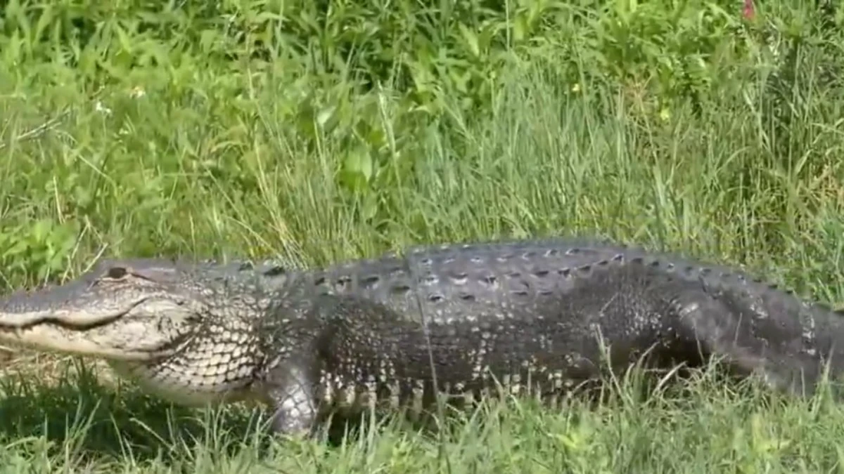 Jacaré ataca e mata mulher de canoa em lago na Flórida