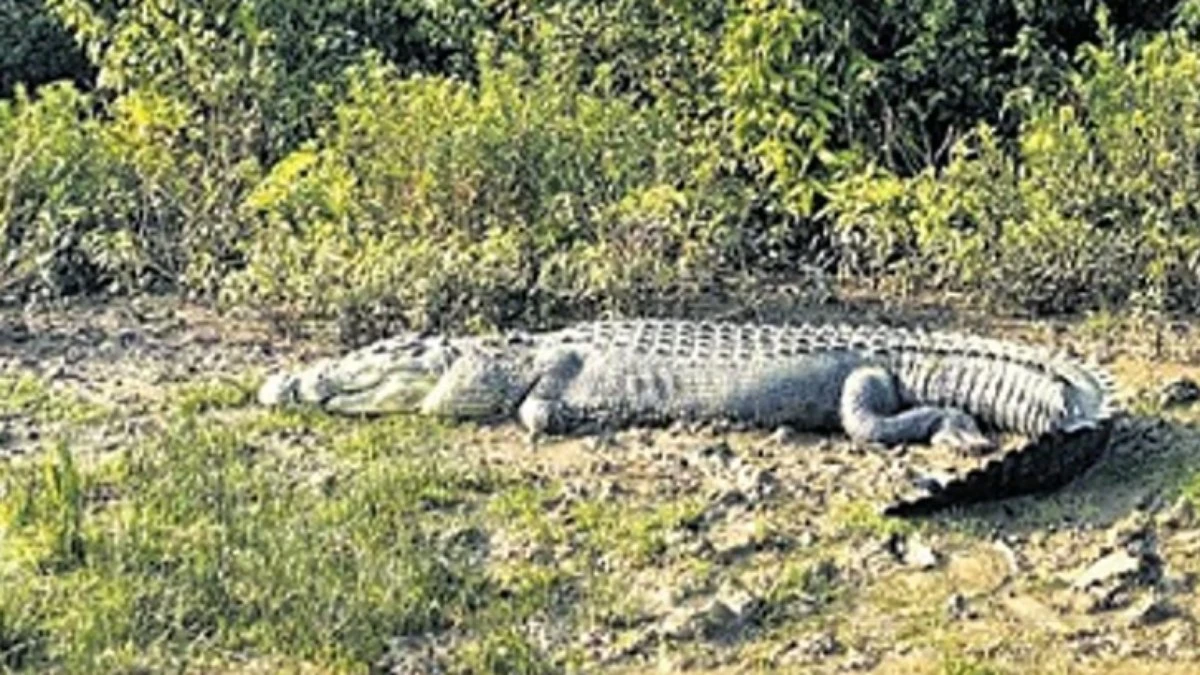 Jovem desaparece em lago após ser atacado por crocodilo gigante