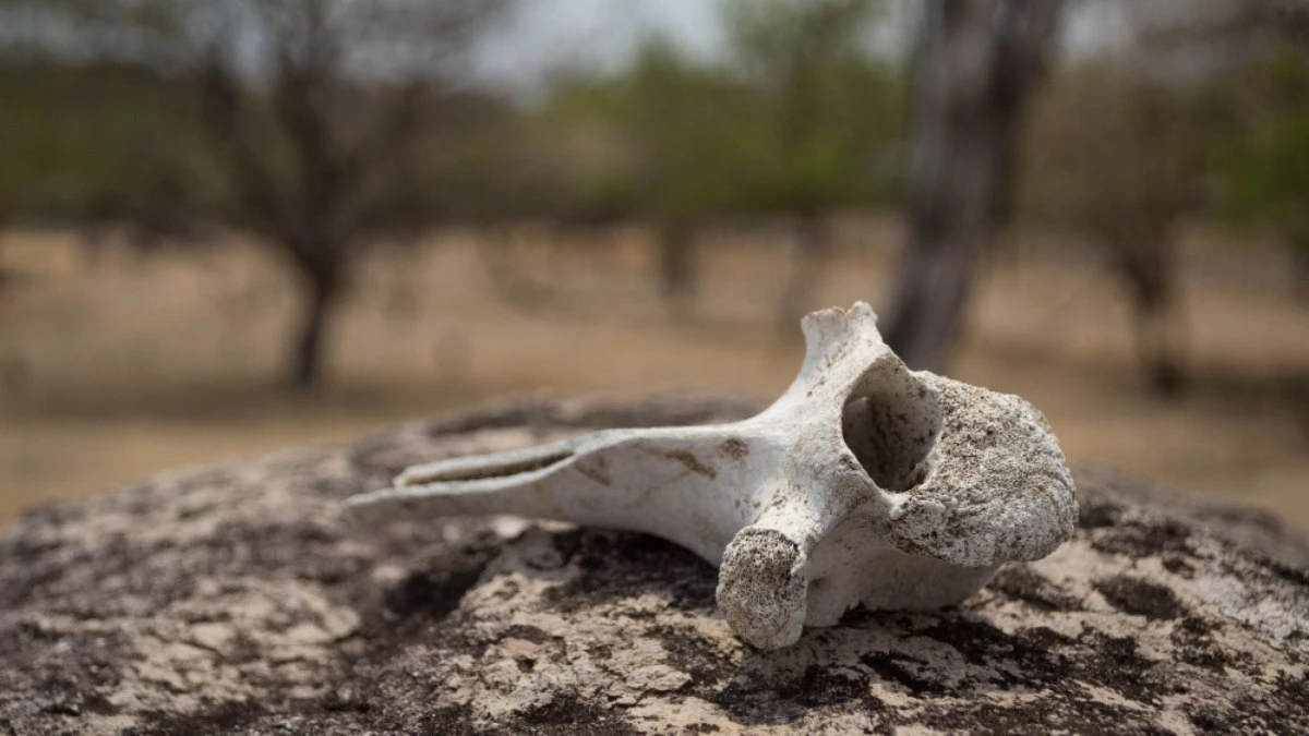 Restos de 3 mil anos revelam possível sacrifício humano no Peru