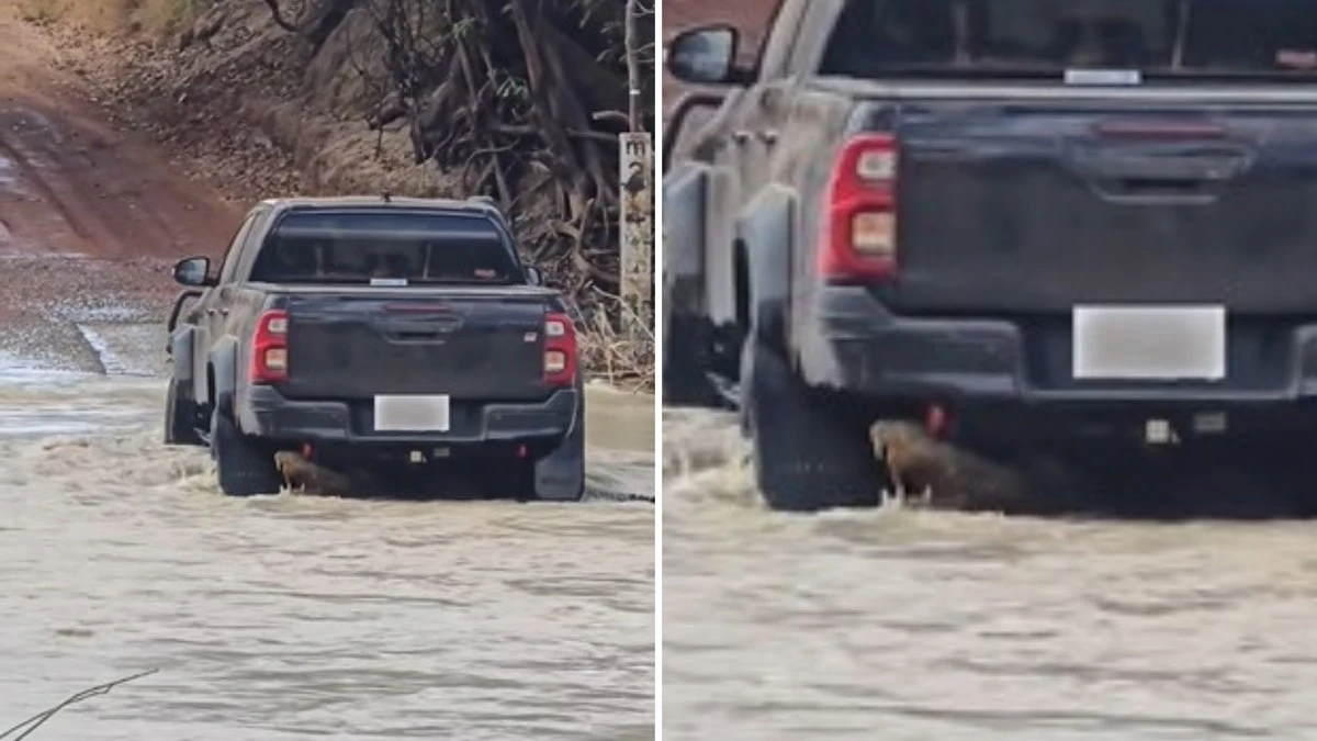 Carro atravessa rio arrastando crocodilo; assista