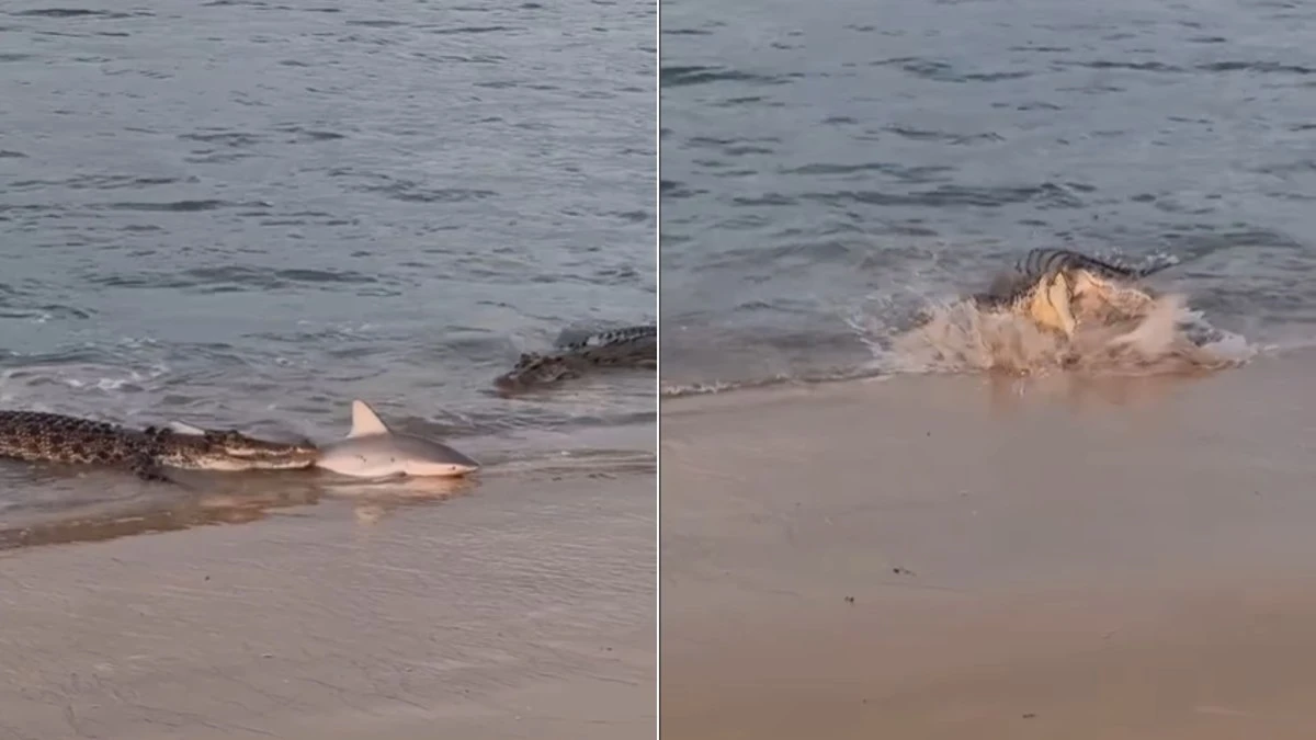 Crocodilos tentam devorar filhote de tubarão em rio da Austrália