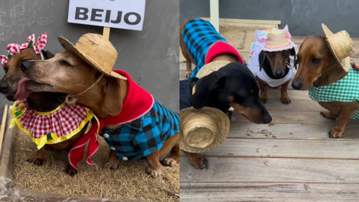 Festa junina canina? Pets viralizam com trajes caipiras