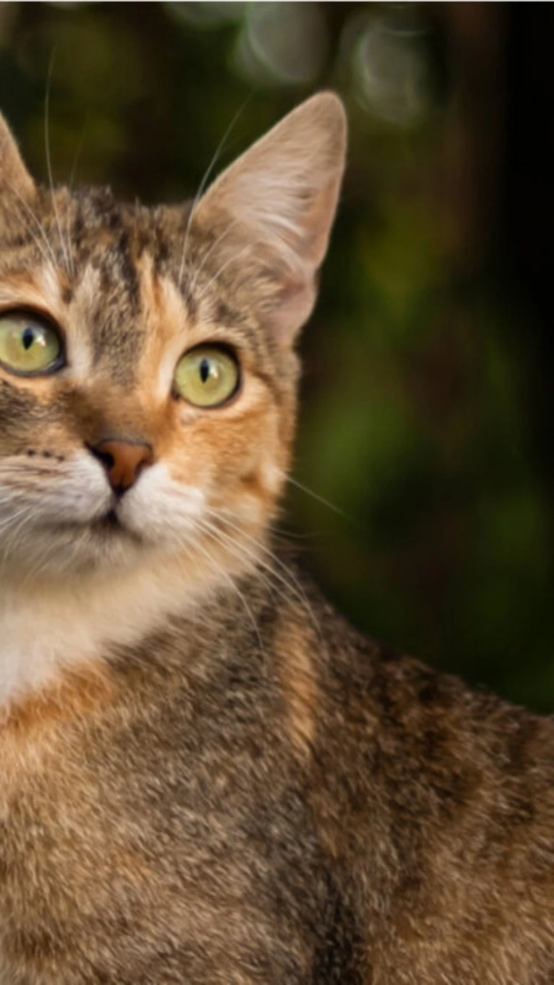 Veja como reduzir a queda de pelos em cães e gatos