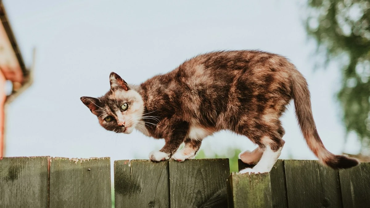 Hábito simples ajuda gatos a viverem mais, diz estudo