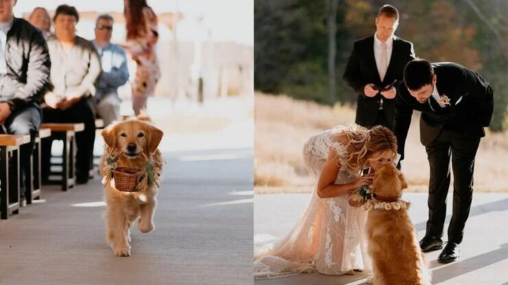 Cãozinho encanta ao carregar as alianças no casamento dos donos