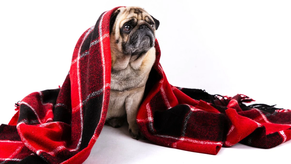 Como manter cães e gatos aquecidos e saudáveis no inverno